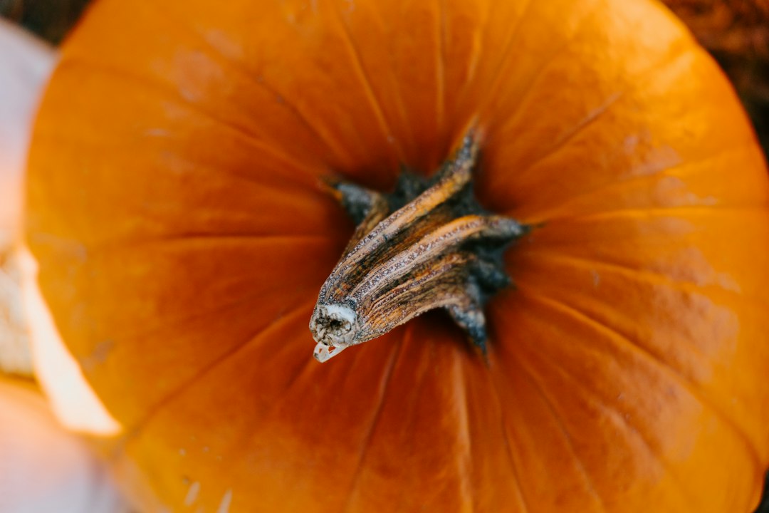 Photo harvest traditions