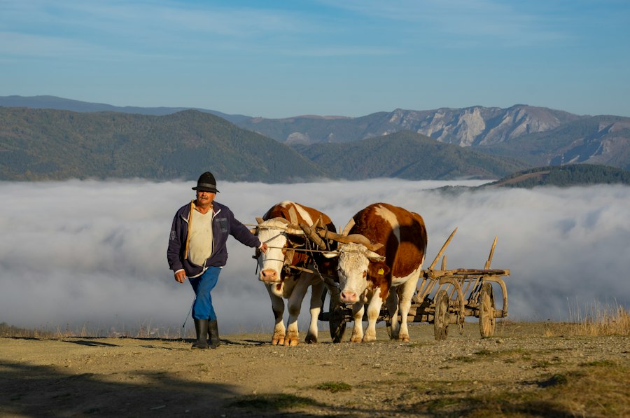 successful Romanian entrepreneurs